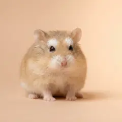 Roborovski